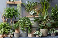 Indoor plants collection