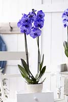 Phalaenopsis Colorchid Purple