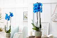 Phalaenopsis Colorchid Blue