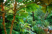 Waterford Lane Hampshire Design Peter Read small suburban town garden with exotic plants Tetrapanax papyrifera