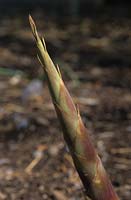bamboo shoots Chusquea culeou