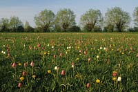 North Meadow Cricklade Water meadow with Fritillaria meleagris and dandelions