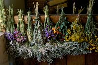 Dried flowers hanging in barn