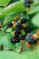 Blackberries in fruit in autumn