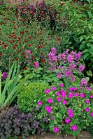 The Anchorage Kent Deep red to purple plant colour combination Clematis Etoile Violette Knautia macedonica Stachys