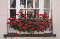 Private garden Usk Gwent Red Pelargoniums in summer window box