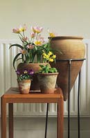 Group of Spring flowers in pots brought indoors to flower Tulipa Lilac Wonder Primula elator Viola Sorbet Blackberry Cream