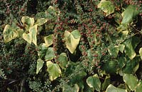 Ivy Hedera colchica Dentata Variegata growing through Cotoneaster horizontalis