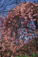pink weeping cherry tree Prunus subhirtella Pendula Rosea