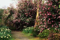 Savill Gardens Surrey Camellia x williamsii Donation and Inspiration in woodlandSpring flower shrubs pink March evergreen shade
