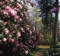 Savill Gardens Surrey Camellia x williamsii Donation and Inspiration in woodland