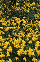 Daffodils Narcissus Jetfire.