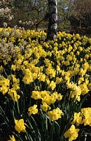 RHS Wisley Surrey Daffodils Narcissus St Patrick s Day