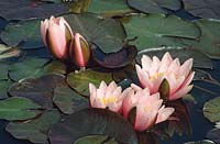 water lily Nymphaea Rose Magnolia