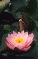 water lily Nymphaea Norma Gedge