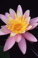 water lily Nymphaea Anne Epple