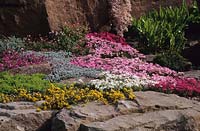 Chelsea FS 2000 Design Mercer and Upward Alpine rock garden Rhodohypoxis baurii cultivars