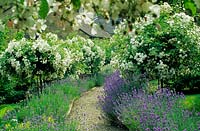 Mill Dene Gloucestershire rose Rosa Saunders White trained as standards on poles Lavender Lavandula angustifolia Hidcote lining