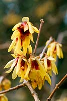 Wintersweet Chimonanthus praecox