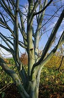 Maple Acer tegmentosum in winter