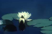 white native water lily. Nymphaea alba