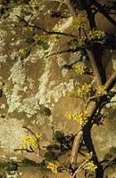 Cornus mas against lichen covered stone wall