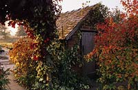 Eastgrove Cottage. Worcestershire. Old rustic garden shed. Vitis vinifera 'Purpurea'.