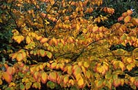 Witch Hazel Hamamelis x intermedia Hiltingbury in autumn colour