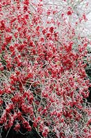 Viburnum betulilfolium in winter with berries Frosted