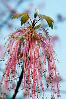 Maple Acer negundo californicum flowers