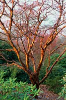RHS Wisley Surrey Acer griseum in winter
