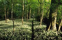 Brownshill Gloucestershire woodland with wild native carpet pf garlic ramsons Allium ursinum