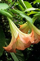 Brugmansia versicolor syn Datura