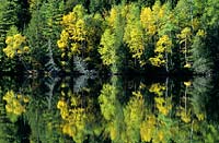 birch and pine trees reflected along the Kennebec river Maine USA
