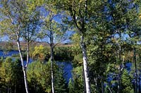 birch Betula papyrifera in autumn along the Kennebec river Maine USA