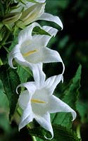 bellflower Campanula lactiflora Alba