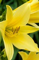 day lily Hemerocallis Shipston