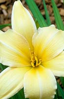 day lily Hemerocallis Blushing Belle