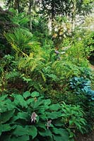 Inverue Scotland woodland garden shade Trachycarpus fortunei ferns and hostas hillside sloping site