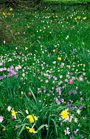 private garden Surrey Design Fiona Lawrenson wild flower lawn with Anemonies Fritillaries and Narcissus