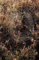orb web spider on dew soaked web in autumn