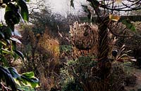 Sticky Wicket Dorset Wild flower wildlife garden in autumn with seed producing plants and bird feeders