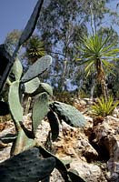 private garden Epidavros Greece sloping hillside garden with cactus and Eucalyptus