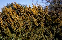 Juniper Juniperus x media Plumosa Aurea