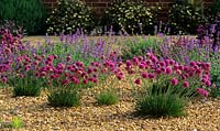 thrift Armeria maritima in gravel garden with catmint