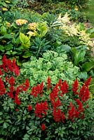 Eastgrove Cottage garden Worcestershire Astilbe x arendsii Red Sentinel Sedum spectabile Euphorbia Hydrangea shady border summer