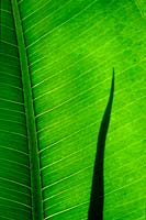rubber plant Ficus elastica