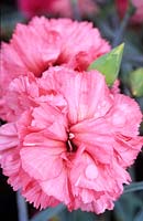 old fashioned pink Dianthus Joy