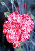 old fashioned pink Dianthus Haytor Rock
