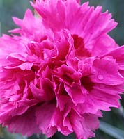 old fashioned pink Dianthus Devon Pride